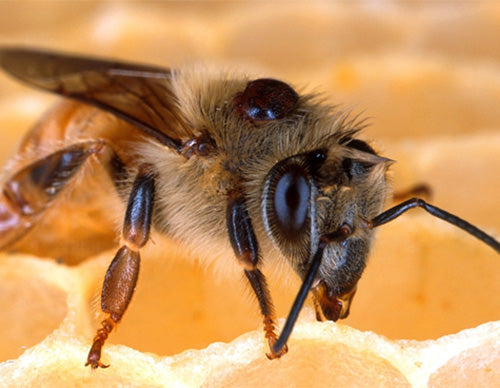 A close up of a varroa mite attached to a honey bee.